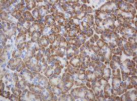 Immunohistochemical staining of paraffin-embedded Human pancreas tissue within the normal limits using anti-RPN2 mouse monoclonal antibody