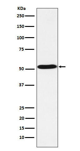 Anti-5HT7 Receptor Rabbit Monoclonal Antibody Anti-5HT7 Receptor Rabbit Monoclonal Antibody
