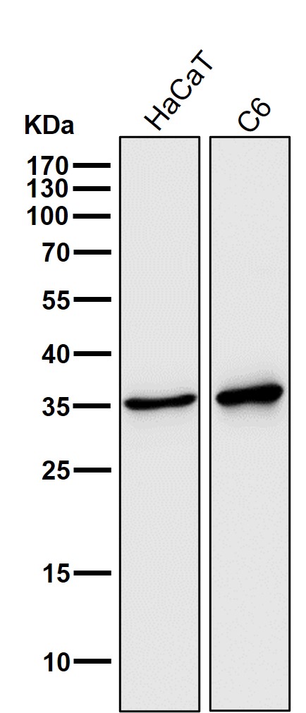 Western blot analysis of 5HT7 Receptor expression in U-87MG cell lysate. Western blot analysis of 5HT7 Receptor expression in U-87MG cell lysate.