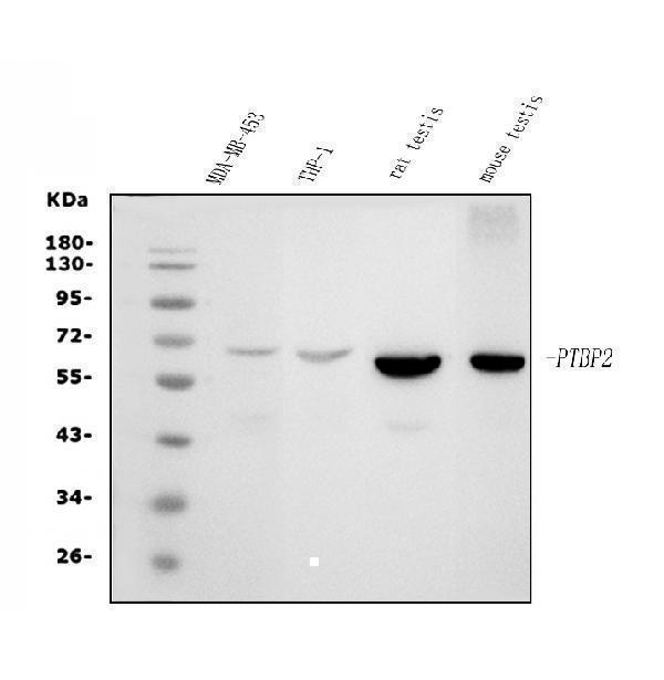 m05020 1 ptbp2 primary antibodies wb testing 1