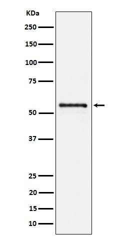 m05020 3 wb