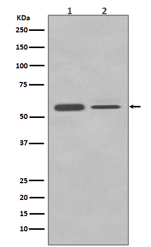 m05020 wb