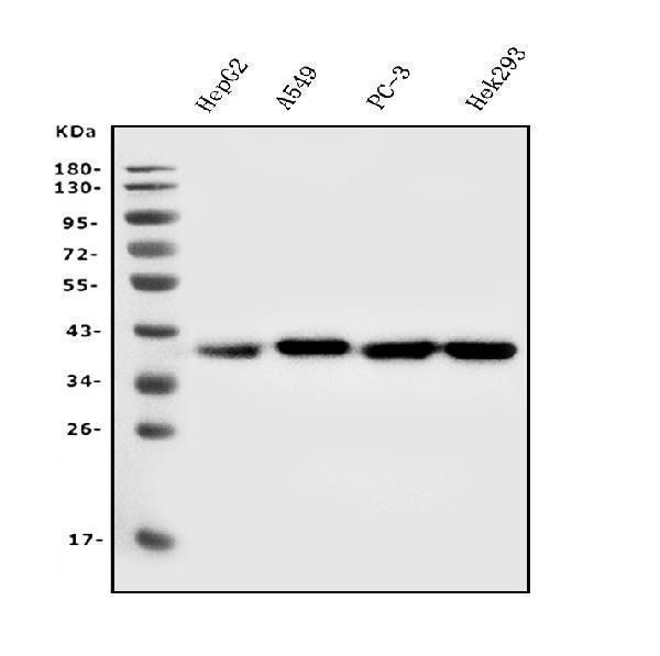  Western blot analysis of Aldolase/ALDOA using anti-Aldolase/ALDOA antibody (M05022-2)