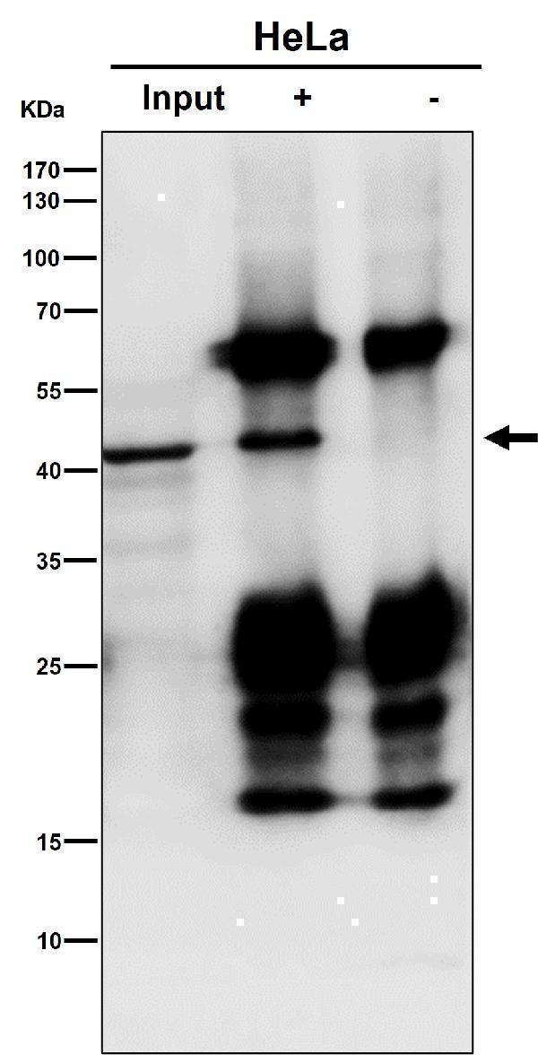 Immunoprecipitate (IP) analysis using the Antibody at 1:50 dilution