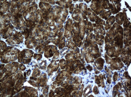 Immunohistochemical staining of paraffin-embedded Human pancreas tissue within the normal limits using anti-ACADS mouse monoclonal antibody
