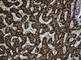 m05028 anti acads mouse monoclonal antibody clone id oti1d2 ihc testing 4