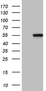 m05031 anti mylip mouse monoclonal antibody clone id oti3a2 wb testing 1