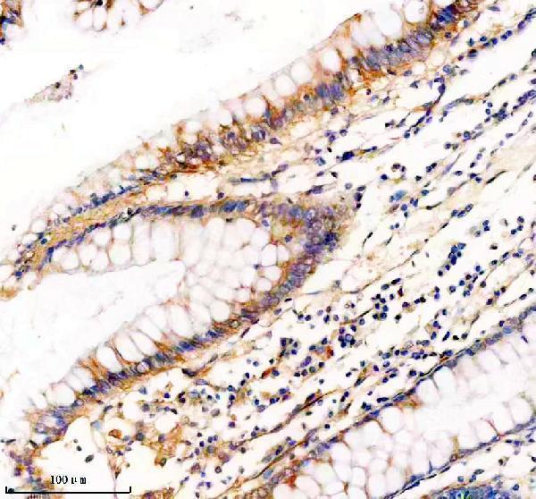 m05049 syp primary antibodies ihc testing 1