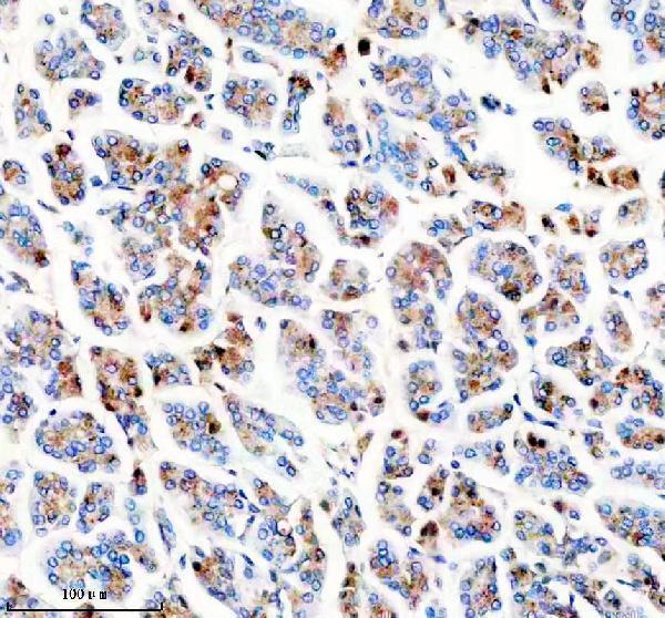 m05049 syp primary antibodies ihc testing 2