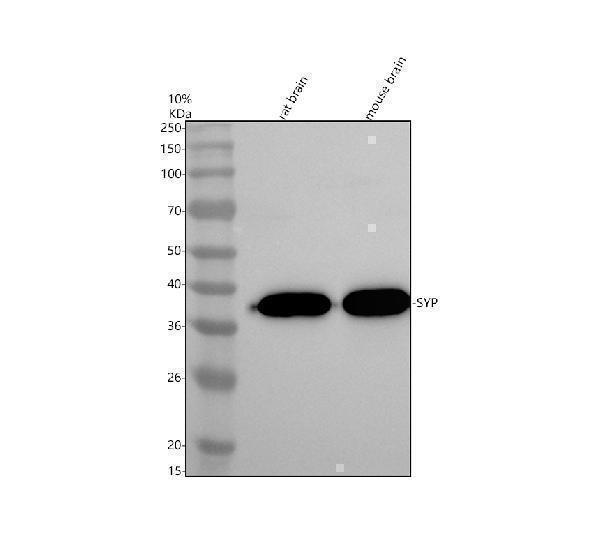 m05049 syp primary antibodies wb testing 1