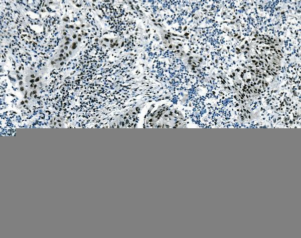 m05052 1 msi primary antibodies ihc testing 2