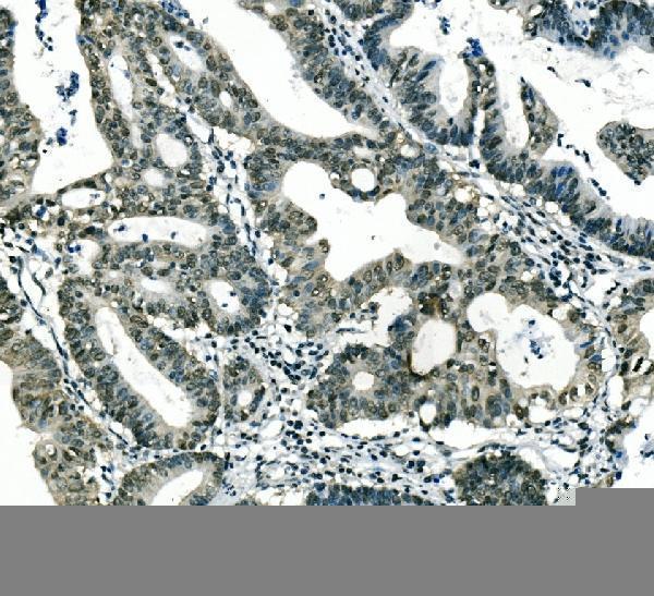 m05052 1 msi primary antibodies ihc testing 3