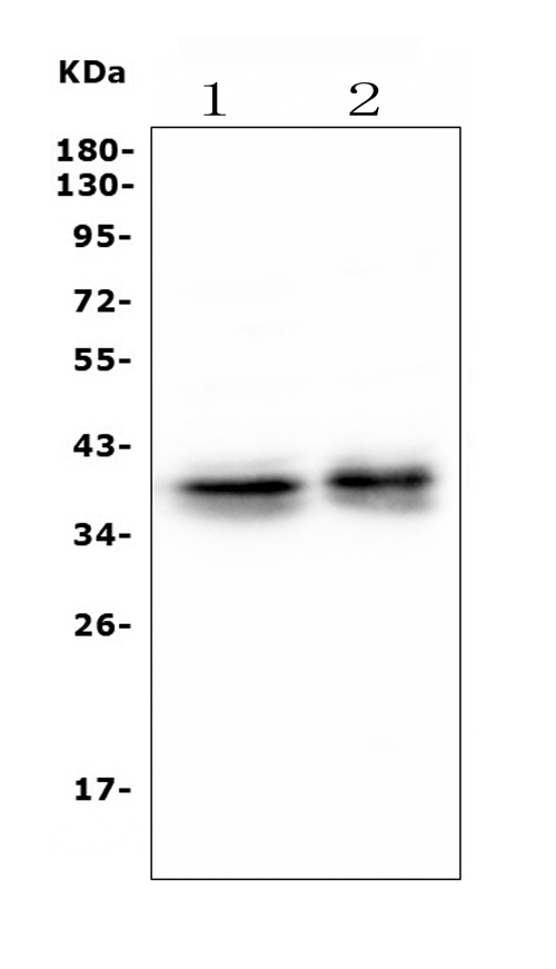 m05052 1 msi primary antibodies wb testing 1_1