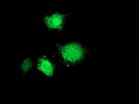 m05052 2 anti msi1 mouse monoclonal antibody clone id oti1g8 if testing 8