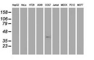 m05052 2 anti msi1 mouse monoclonal antibody clone id oti1g8 wb testing 2