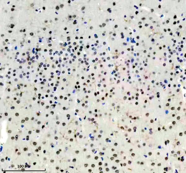 m05052 mis1 primary antibodies ihc testing 1