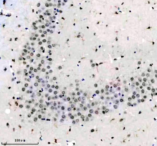 m05052 mis1 primary antibodies ihc testing 2
