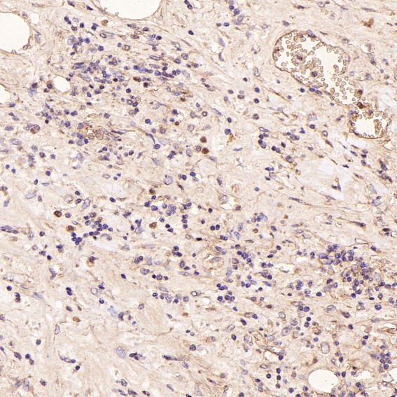 m05056 ihc8