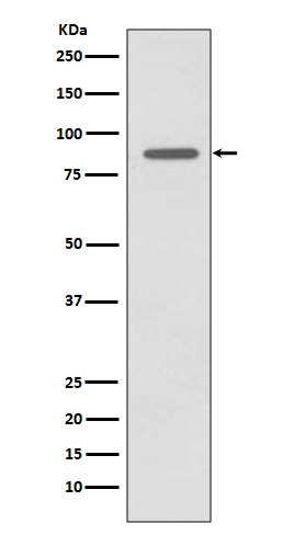 m05056 wb