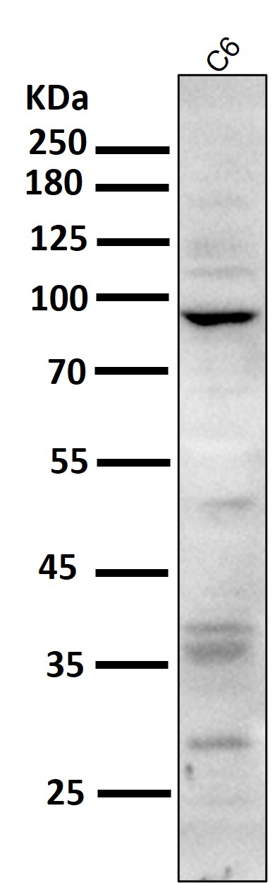 All lanes use the Antibody at 1:1K dilution for 1 hour at room temperature