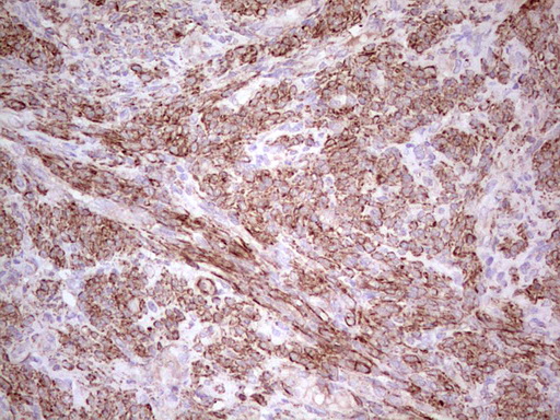 m05061 anti nfs1 mouse monoclonal antibody clone id oti2h5 ihc testing 2