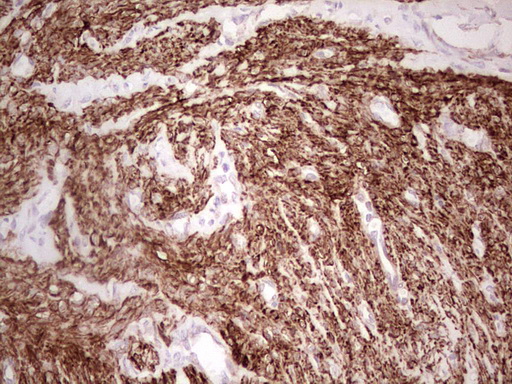 m05061 anti nfs1 mouse monoclonal antibody clone id oti2h5 ihc testing 3