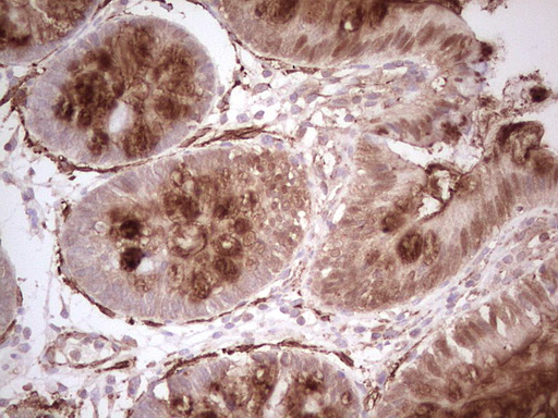 m05061 anti nfs1 mouse monoclonal antibody clone id oti2h5 ihc testing 4