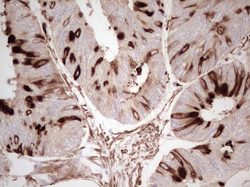 m05061 anti nfs1 mouse monoclonal antibody clone id oti2h5 ihc testing 5