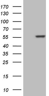 m05061 anti nfs1 mouse monoclonal antibody clone id oti2h5 wb testing 1