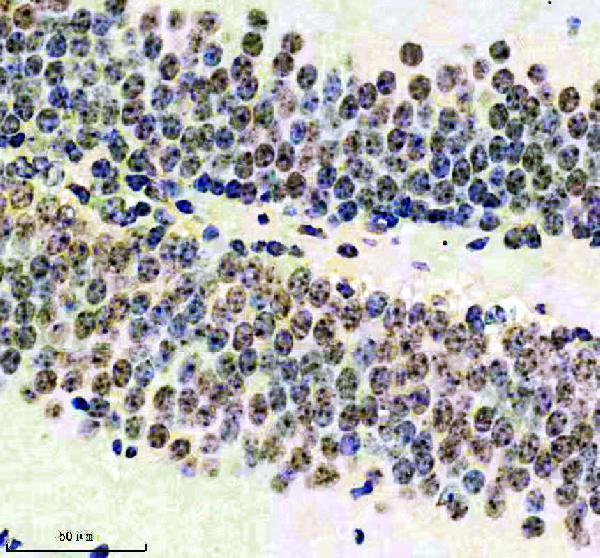 m05062 e2f6 primary antibodies ihc testing 1_1
