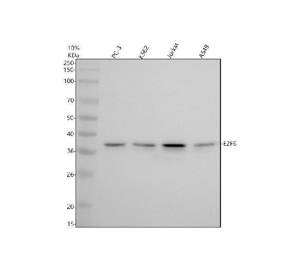 m05062 e2f6 primary antibodies wb testing 1_2