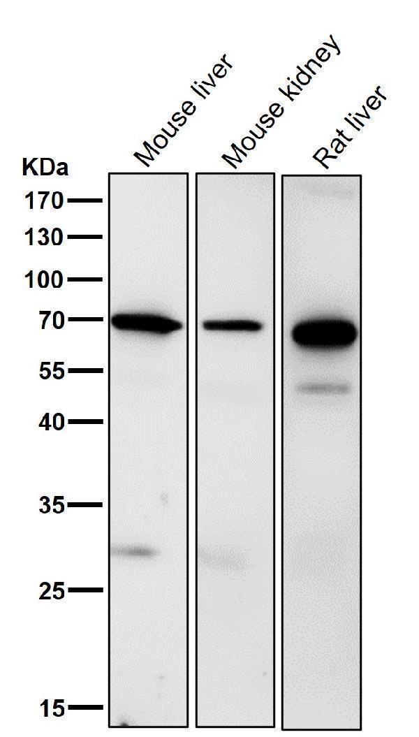 All lanes use the Antibody at 1:3K dilution for 1 hour at room temperature