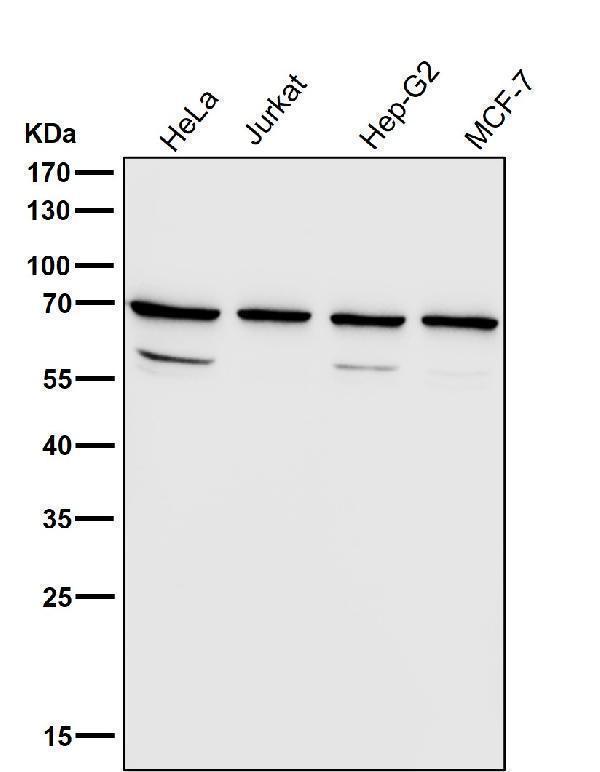 All lanes use the Antibody at 1:3K dilution for 1 hour at room temperature