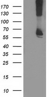m05063 anti ribophorin i rpn1 mouse monoclonal antibody clone id oti3e1 wb testing 1