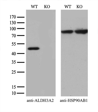m05079 2 anti aldehyde dehydrogenase 10 aldh3a2 mouse monoclonal antibody clone id oti2a7 wb testing 2
