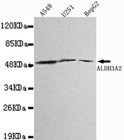 Western blot detection of ALDH3A2 in A549, U251&HepG2 cell lysates using ALDH3A2 antibody (1:1000 diluted) 