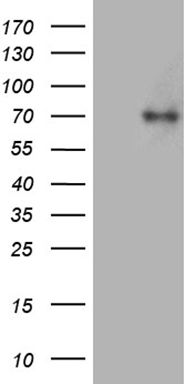 m05087 1 anti acsl5 mouse monoclonal antibody clone id oti3a3 wb testing 1