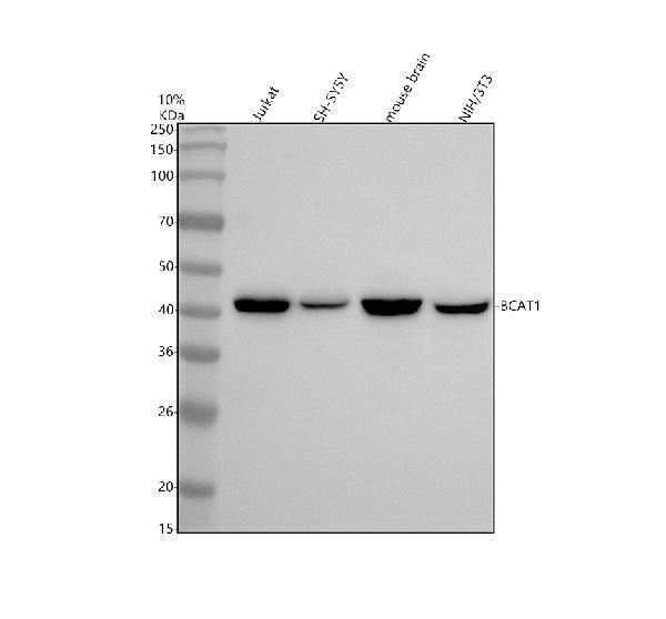 m05089 bcat1 primary antibodies wb testing 1