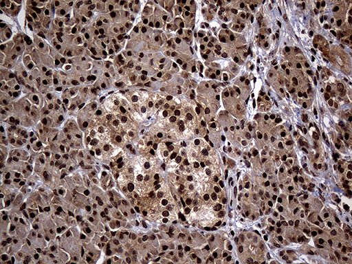 Immunohistochemical staining of paraffin-embedded Human pancreas tissue within the normal limits using anti-PSMA7 mouse monoclonal antibody