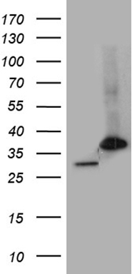 m05091 1 anti psma7 mouse monoclonal antibody clone id oti5f6 wb testing 1