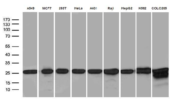 m05091 1 anti psma7 mouse monoclonal antibody clone id oti5f6 wb testing 2