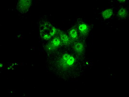 m05091 anti psma7 mouse monoclonal antibody clone id oti8f9 if testing 3