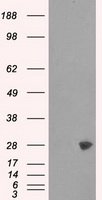 m05091 anti psma7 mouse monoclonal antibody clone id oti8f9 wb testing 1