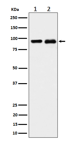 m05114 wb