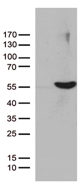 m05116 1 anti ube1c uba3 mouse monoclonal antibody clone id oti1b10 wb testing 1