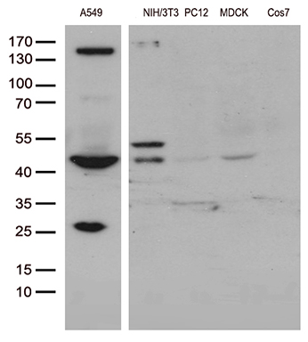m05116 1 anti ube1c uba3 mouse monoclonal antibody clone id oti1b10 wb testing 2