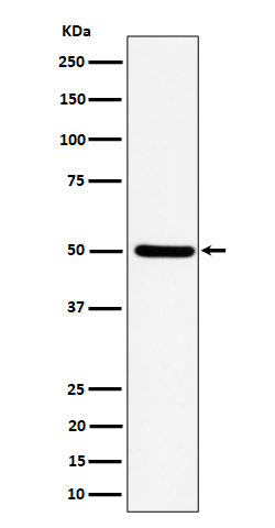 Western blot analysis of UBA3 expression in HeLa cell lysate