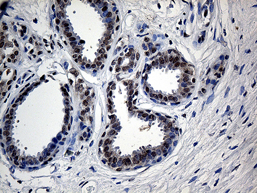 m05116 anti ube1c uba3 mouse monoclonal antibody clone id oti7h6 ihc testing 3