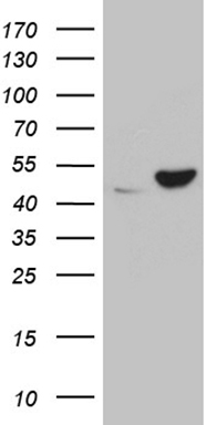 m05116 anti ube1c uba3 mouse monoclonal antibody clone id oti7h6 wb testing 1