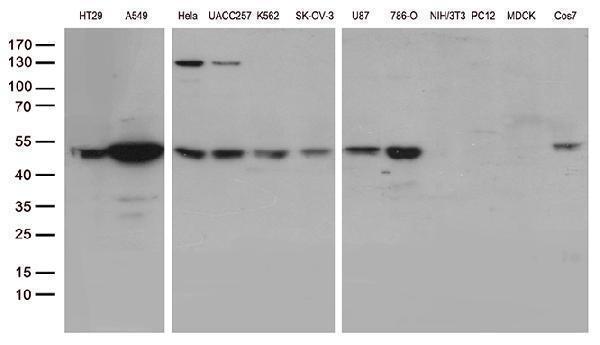 m05116 anti ube1c uba3 mouse monoclonal antibody clone id oti7h6 wb testing 2